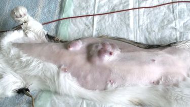 Cáncer de mama en felinos: la tercera neoplasia más frecuente en esta especie.