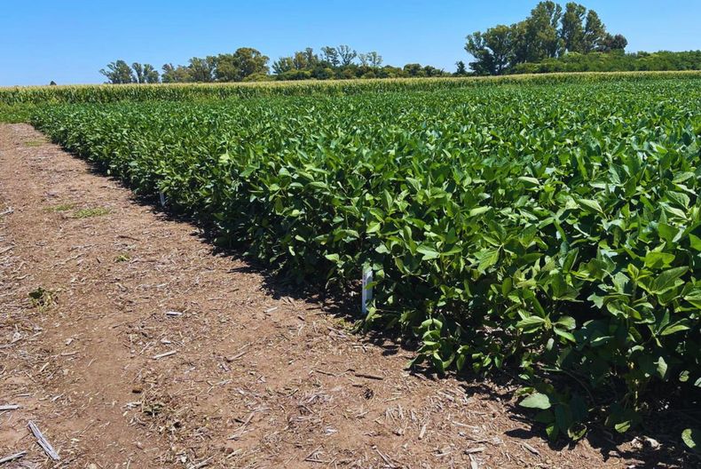 La soja, pilar de la producción agrícola argentina, muestra avances genéticos que impulsan la rentabilidad y sostenibilidad del sector.