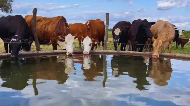 El agua, clave para sostener la producción ganadera.