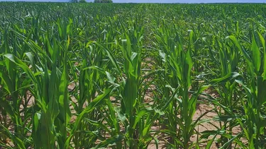 La soja pierde hasta 38% de rinde si se siembra fuera de fecha.