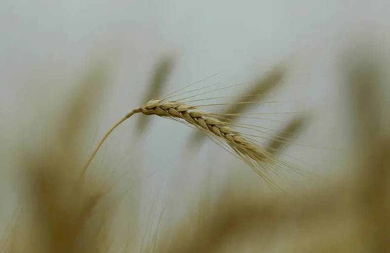 Se espera que nuevas lluvias aporten al repunte del trigo.