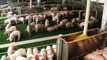 Aujeszky. Desde Senasa hacen un llamado al compromiso con la bioseguridad y la sanidad animal.