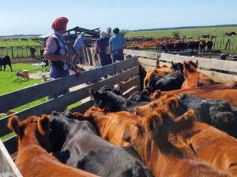 Fármacos veterinarios en bovinos. ¿Cómo se usan?