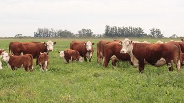 El dinamismo de los mercados ganaderos argentinos refleja la interacción de factores clave en la producción y comercialización.