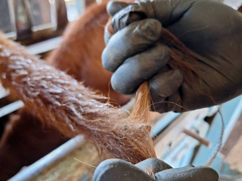 Simple y no invasiva. Así es la toma de muestras de los veterinarios para enviar a Estados Unidos.