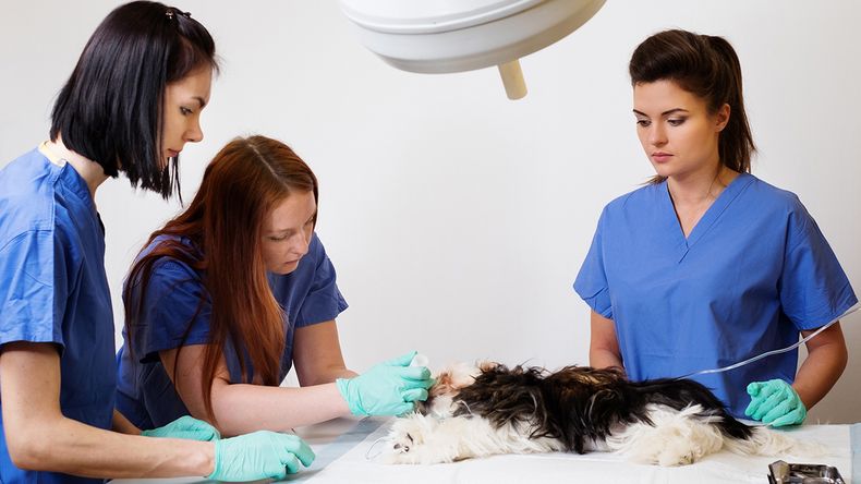La Diplomatura Universitaria Superior en Neurocirugía en animales de compañía tendrá una duración de 5 meses.