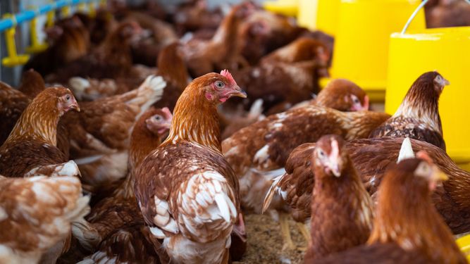 En 2025, 9 países confirmaron brotes de influenza aviar en aves de corral comerciales.
