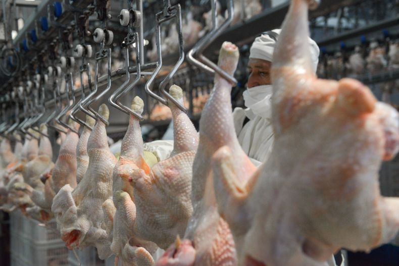 Las reaperturas de mercados como Japón y China posicionan a la avicultura nacional ante una oportunidad histórica.