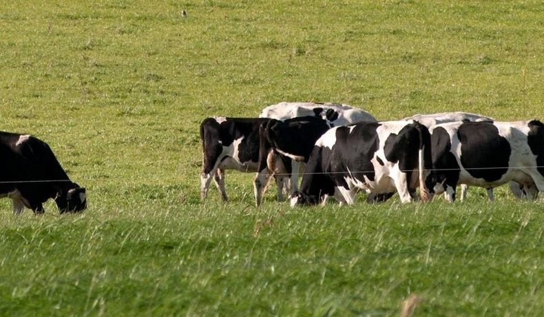 Las exportaciones de productos lácteos registraron un notable salto interanual.