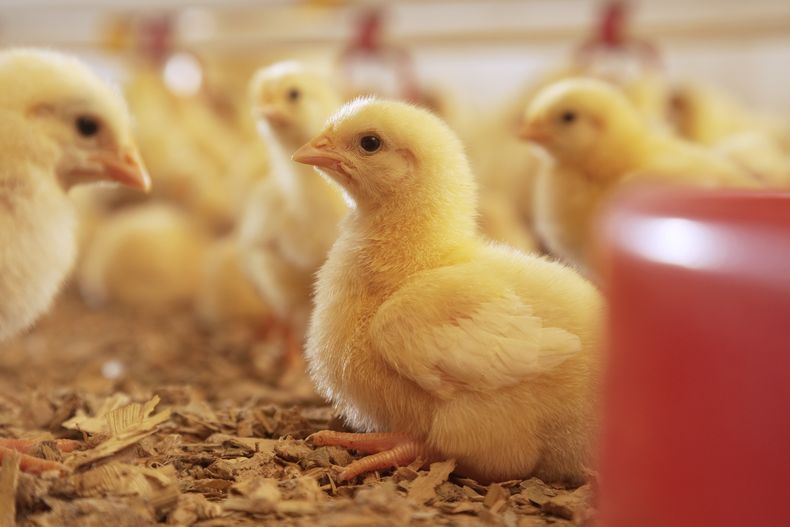 La coccidiosis aviar causa pérdidas por más de U$S 13 mil millones en la avicultura.&nbsp;