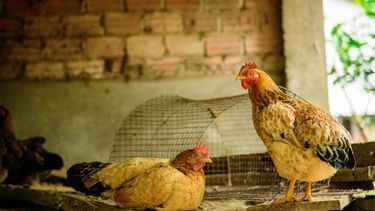 Senasa intensifica el protocolo sanitario tras nuevo caso de influenza aviar.