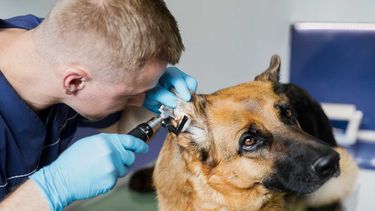 La otitis se potencia con el calor y la humedad del verano.