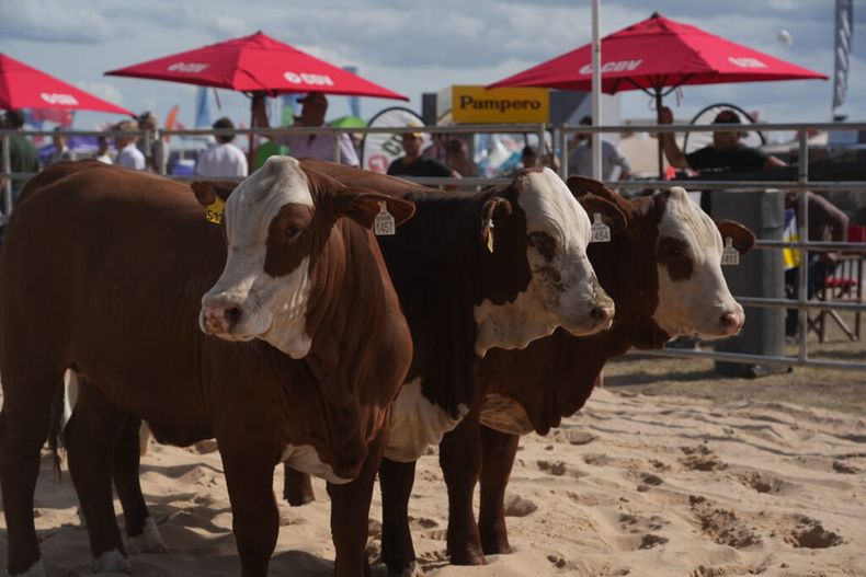 Se habló de las características productivas y sanitarias de los bovinos Braford.
