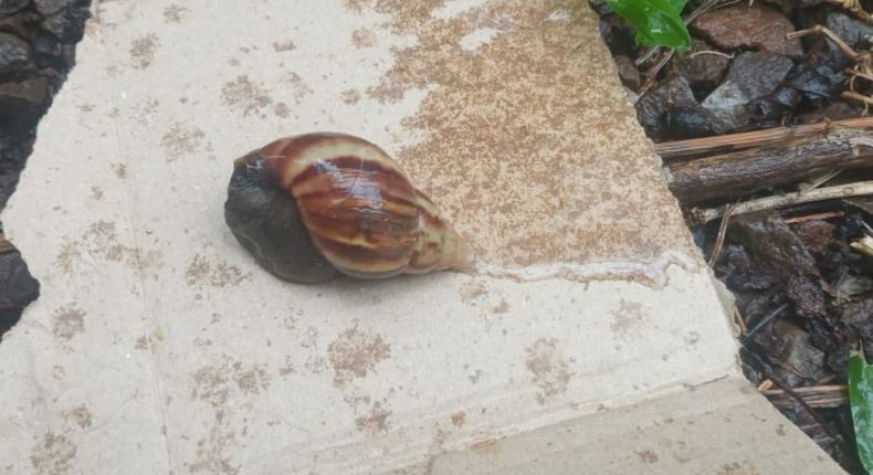 Se trabaja en distintas acciones para prevenir y controlar la dispersión de&nbsp; especies invasoras.