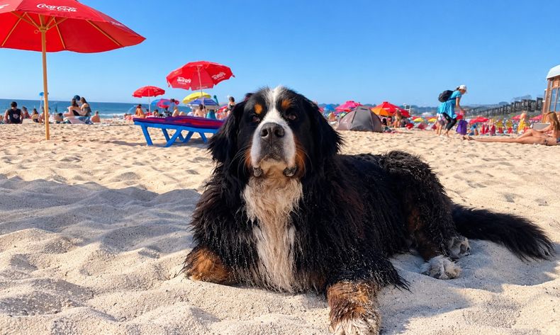 Senasa digitaliza Certificados veterinarios para viajes de animales.