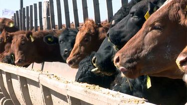 El aumento de existencias en feedlot evidencia la evolución y desafíos de la producción bovina en Argentina.
