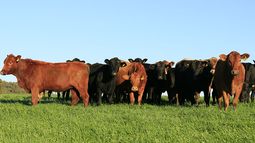 La ganadería se debate en el Congreso de Rosgan 2025. La ganadería se debate en el Congreso de Rosgan 2025.