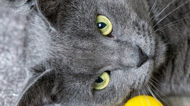 Un entorno estimulante favorece el bienestar animal de los gatos.