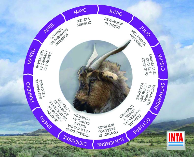 Caprinos 1 scaled.jpg