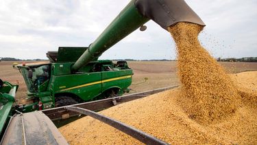 Soja: la cosecha se retrasa y crece la preocupación en la región núcleo.