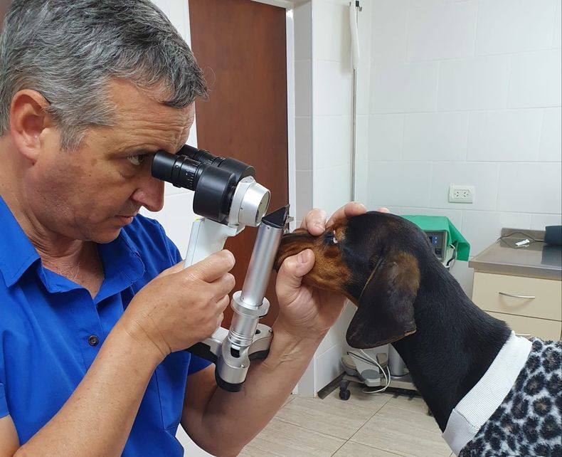 Si no se tratan, las queratoconjuntivitis secas someten al animal a un proceso muy doloroso, y a la ceguera.
