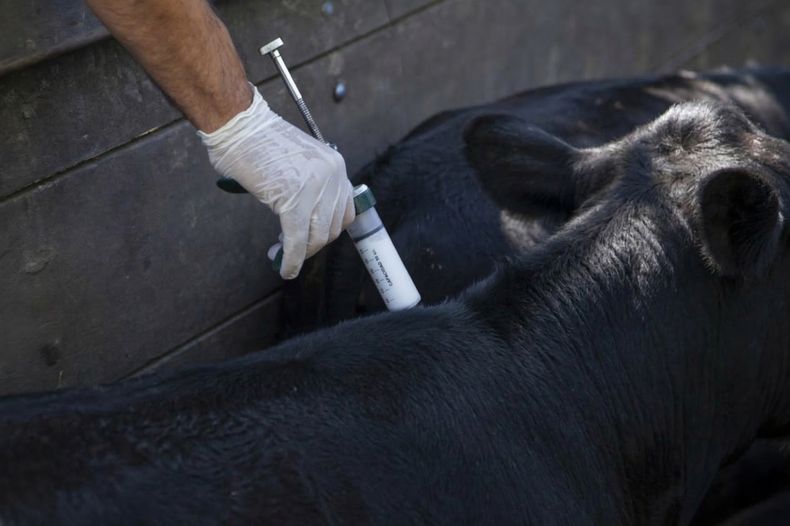 La campaña contra fiebre aftosa tendrá cambios desde 2027.