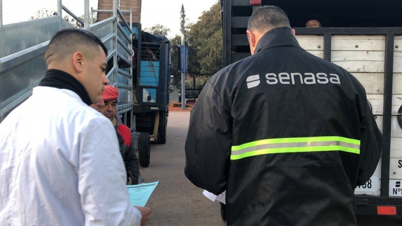 Controles Del Senasa A Los Animales Que Ingresan A La Expo