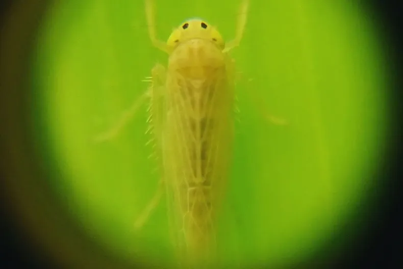 El objetivo de acumular datos, información y conocimiento de la chicharrita que permita, en un futuro, estimar el riesgo epidemiológico.&nbsp;