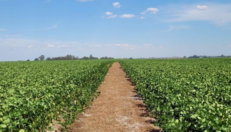 La agricultura regenerativa se consolida como pilar para una producción sustentable y la mitigación del cambio climático en Argentina.