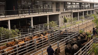 La aprobación del manual quedará sujeta a una inspección previa delSenasa.