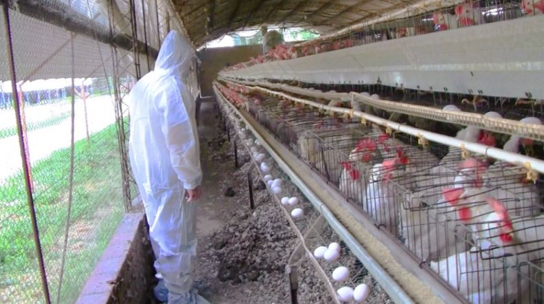 La fiscalización de la bioseguridad se da en el marco de la prevención de influenza aviar.
