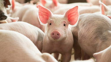 Aujeszky. Los productores tienen tiempo hasta el 8 de agosto para adherir al plan sanitario.