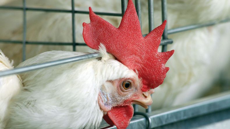 Avicultura Merial 3.jpg