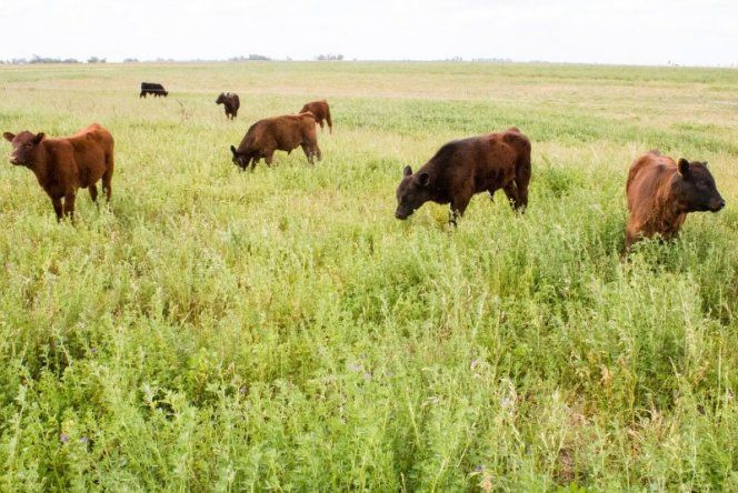 El INTA Entre Ríospropone estrategias de manejo que permitan atenuar el impacto de los eventosclimáticos extremos.