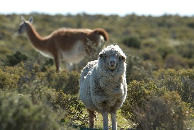 Los guanacos compiten con la industria de los ovinos en la meseta central de la región.