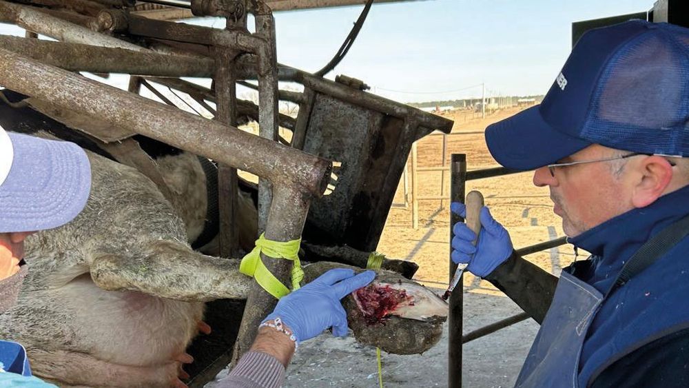 Las rengueras afectan la productividad, generan costos y comprometen el bienestar animal.