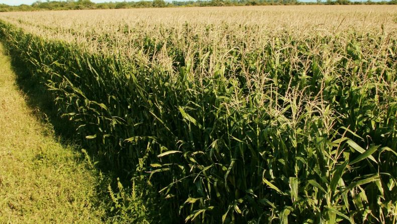 Actualización de la normativa para la autorización de fitosanitarios.