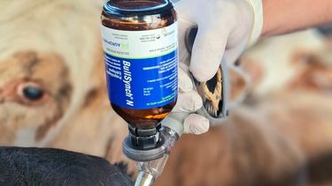 Ganadería. Bullsynch opera como una herramienta eficaz en la gestión del rodeo.