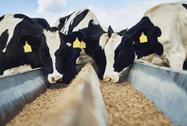 Lograr la inocuidad alimentaria y la adecuación (el balance nutricional correcto) es esencial.