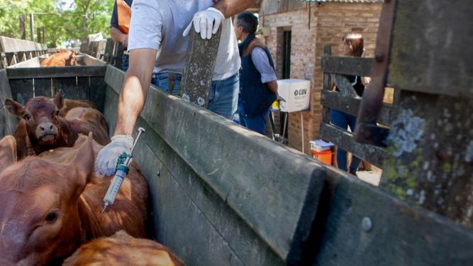 La OMSA hace un llamado a la acción ante la propagación de la fiebre aftosa SAT1.
