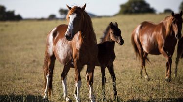 Cabe recordar que paraprevenir la encefalomielitis equina, su principal herramienta es la vacunación.