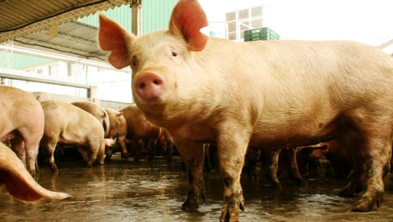 Porcinos. Se controla la peste clásica y el síndrome reproductivo y respiratorio.