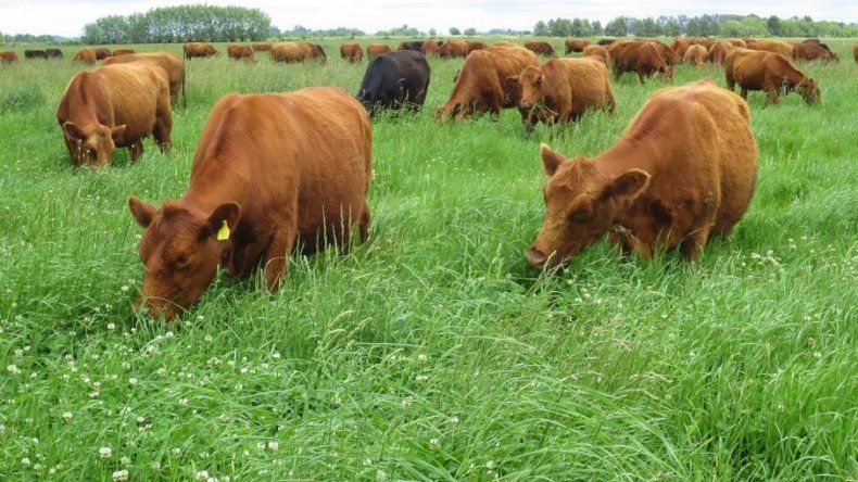 Nutrición animal: la oferta de pasturas.&nbsp;