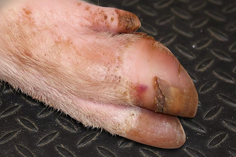 El impacto económico de este flagelo en porcinos es contundente.