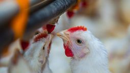 Influenza aviar. Científicos destacan la importancia de la vigilancia genómica en virología animal. Influenza aviar. Científicos destacan la importancia de la vigilancia genómica en virología animal.