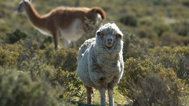 Los guanacos compiten con la industria de los ovinos en la meseta central de la región.