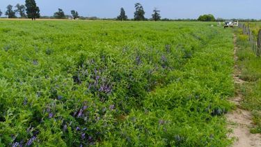 Los forrajes de invierno sostienen la alimentación del rodeo.