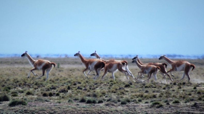 El manejo de los guanacos contempla su aprovechamiento como actividad ganadera, entre otras.