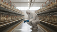 Estudio sobre bioseguridad insuficiente en granjas frente a Influenza Aviar.