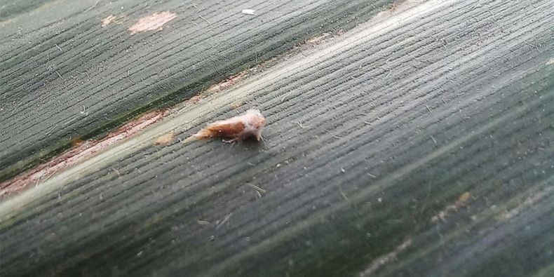 Monitoreo clave para frenar el avance de la chicharrita.